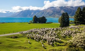 New-Zealand-moutons