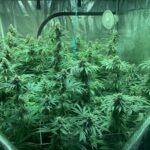 7 Finest Throwaway Weed Pens to use in the 2024