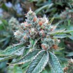Greatest Weed Vape Pencils for THC Petroleum 2024