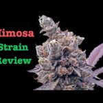 Get THC Throwaway Vapes & Cannabis Foods United kingdom