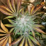 How to make Cannabutter From your Leafly Professionals