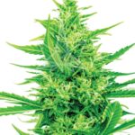 Weed Candy Food & THC Mints Near you